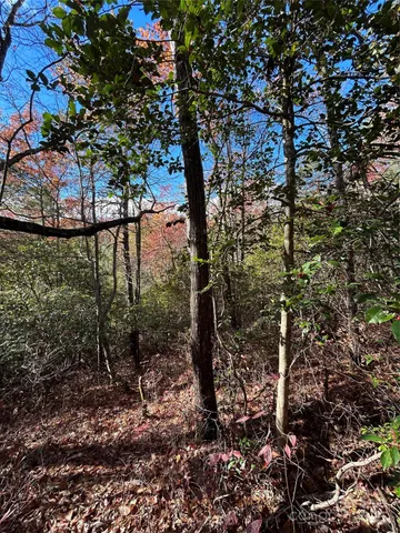 a view of a trees in a yard