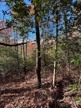a view of a trees in a yard