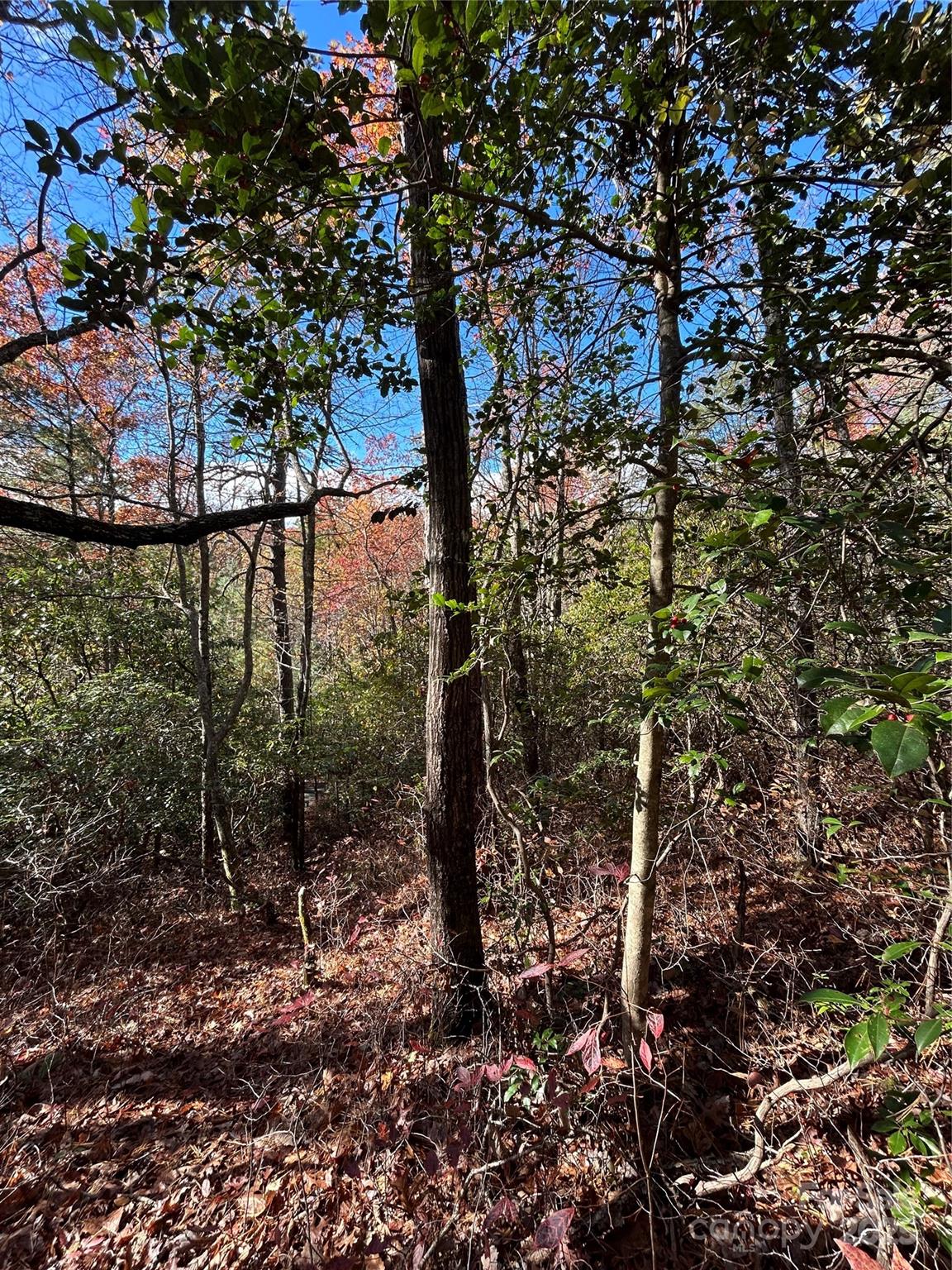Lot 3-and Oriole Road Brevard, NC 28712 - Photo 7 of 7 a view of a trees in a yard