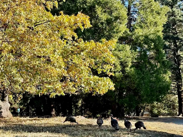 $2,250,000 | 3413 Fern Meadow Road, Palomar Mountain, CA 92060