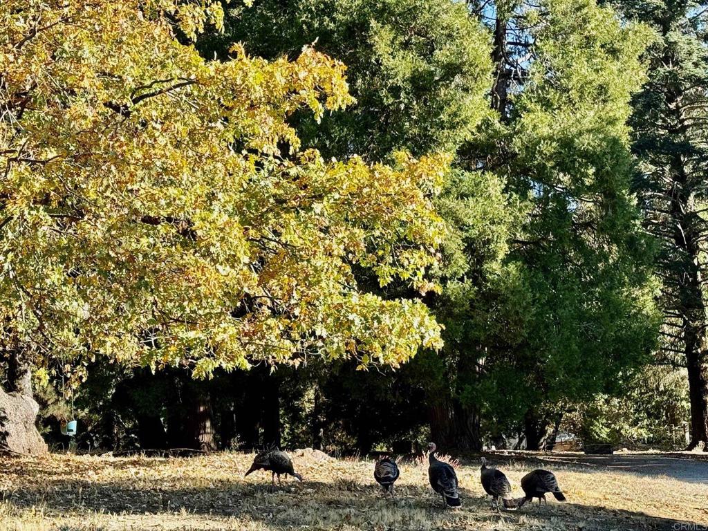 3413 Fern Meadow Road Palomar Mountain, CA 92060 - Photo 51 of 75