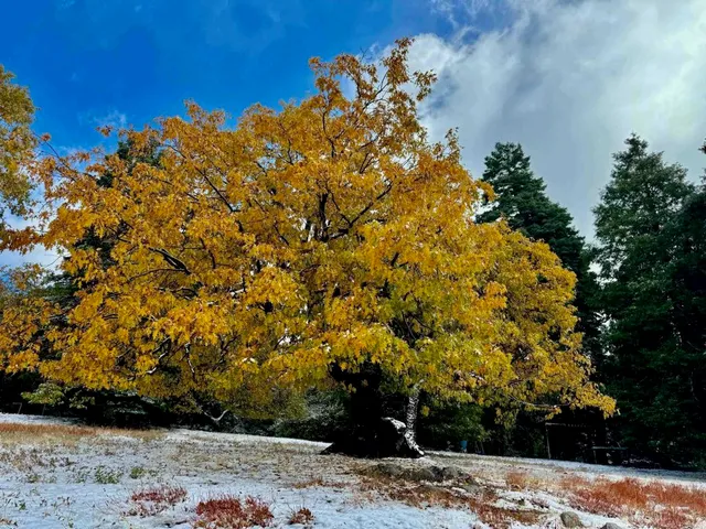 $2,250,000 | 3413 Fern Meadow Road, Palomar Mountain, CA 92060