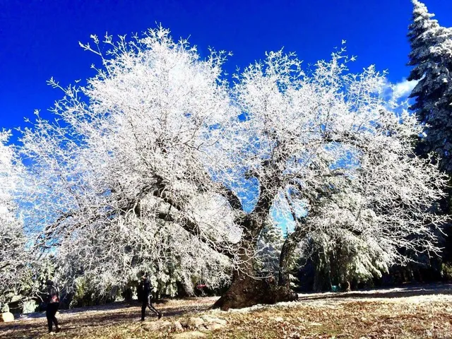 $2,250,000 | 3413 Fern Meadow Road, Palomar Mountain, CA 92060