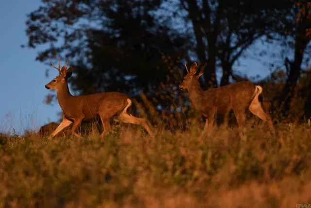 $2,250,000 | 3413 Fern Meadow Road, Palomar Mountain, CA 92060