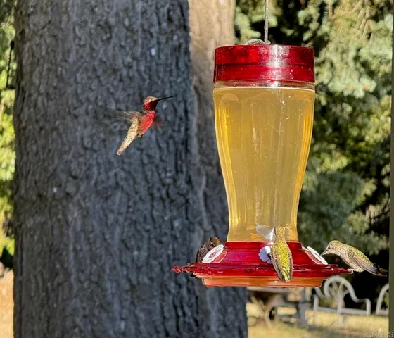 $2,250,000 | 3413 Fern Meadow Road, Palomar Mountain, CA 92060