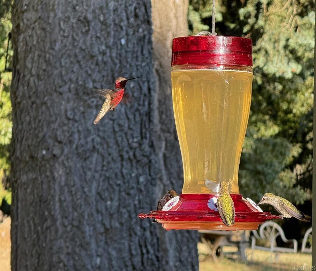 3413 Fern Meadow Road Palomar Mountain, CA 92060 - Photo 64 of 75