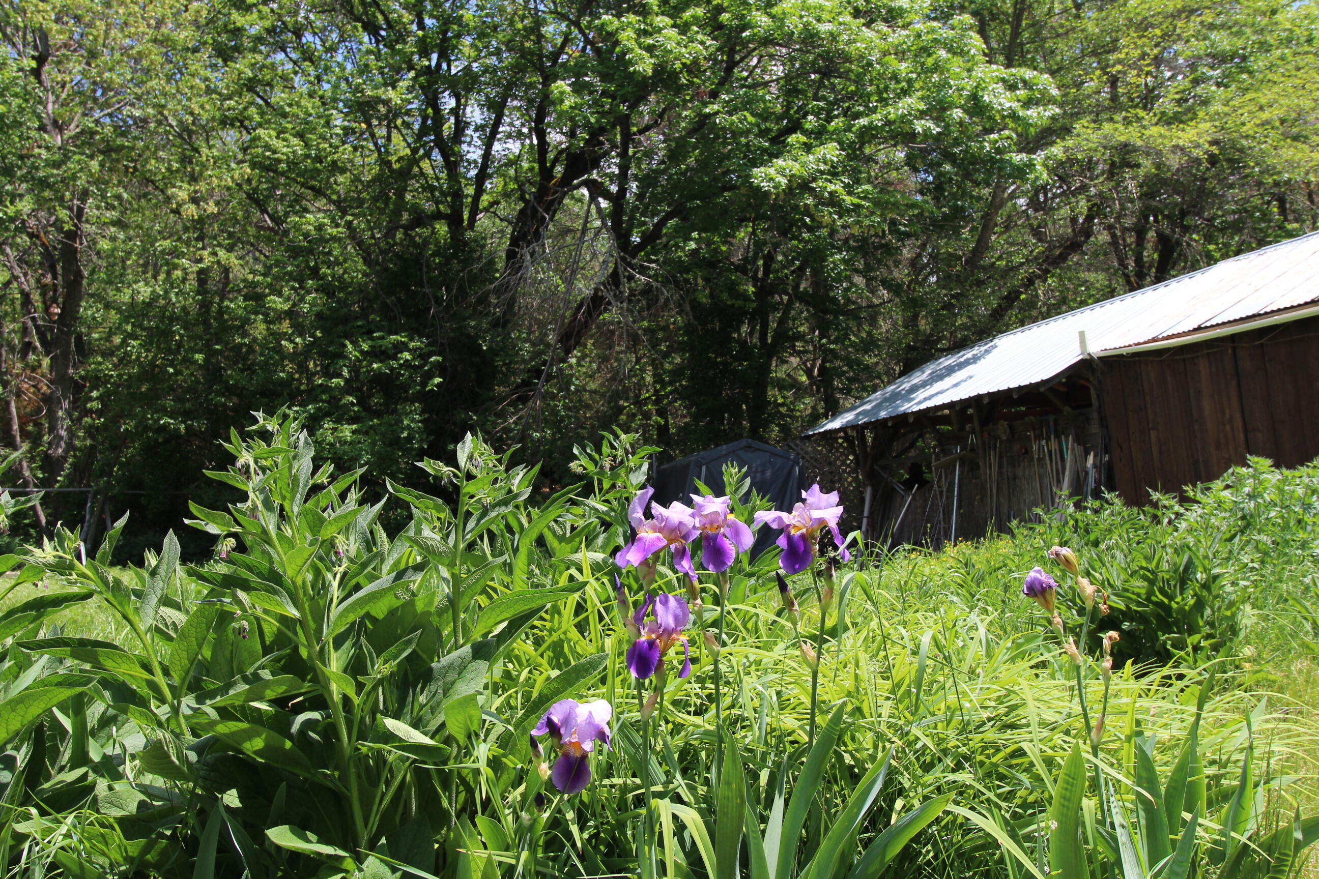 10000 Little Applegate Road Jacksonville, OR 97530 - Photo 32 of 141 10000 iris garden 1