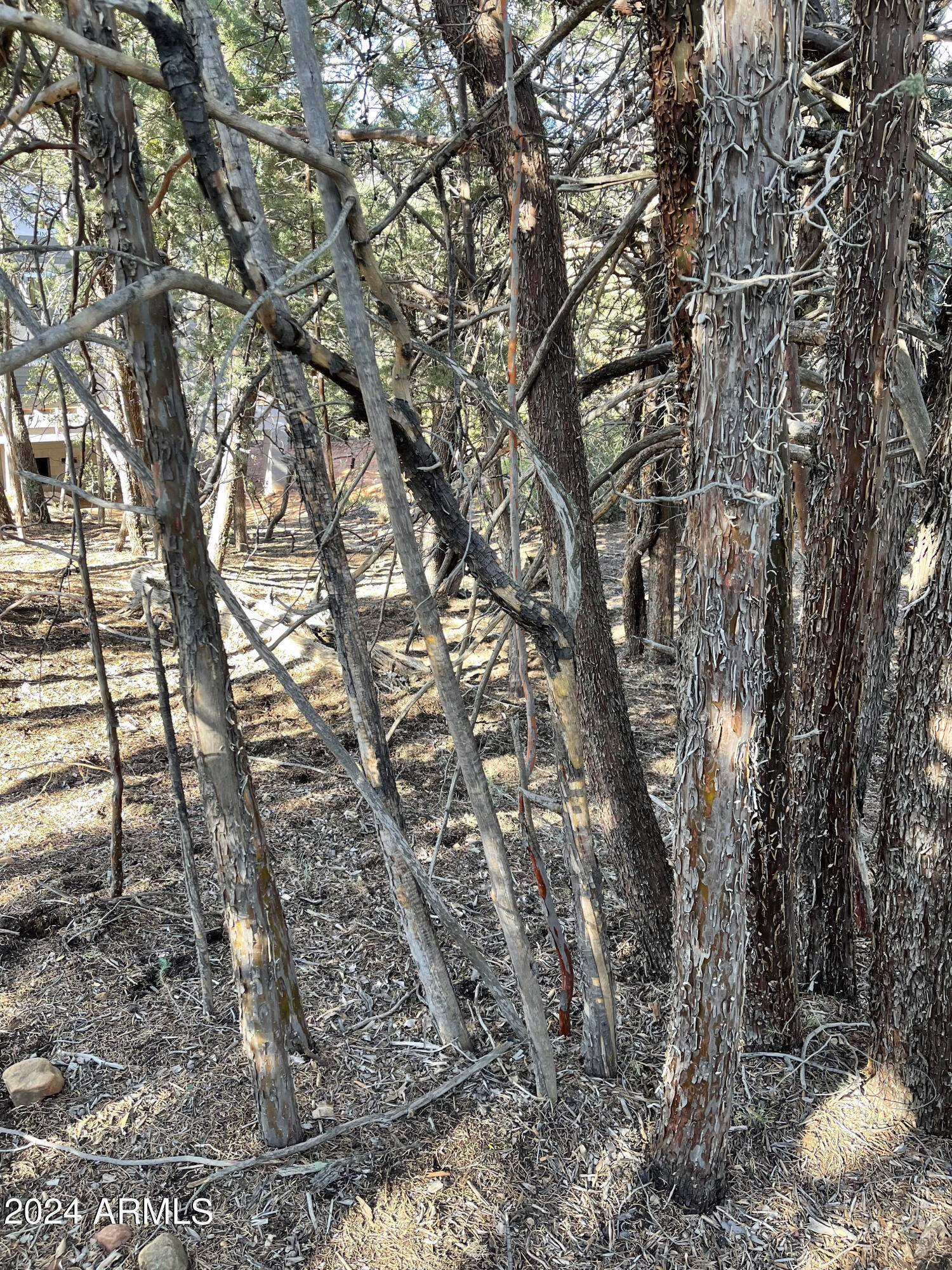 9 Lodgepole Circle, Unit 9 Pine, AZ 85544 - Photo 5 of 7 a view of tree