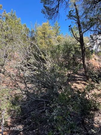 a view of a tree in a yard