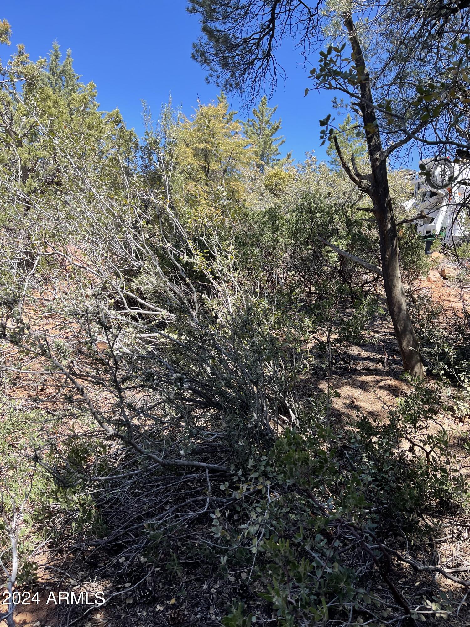 9 Lodgepole Circle, Unit 9 Pine, AZ 85544 - Photo 6 of 7 a view of a tree in a yard