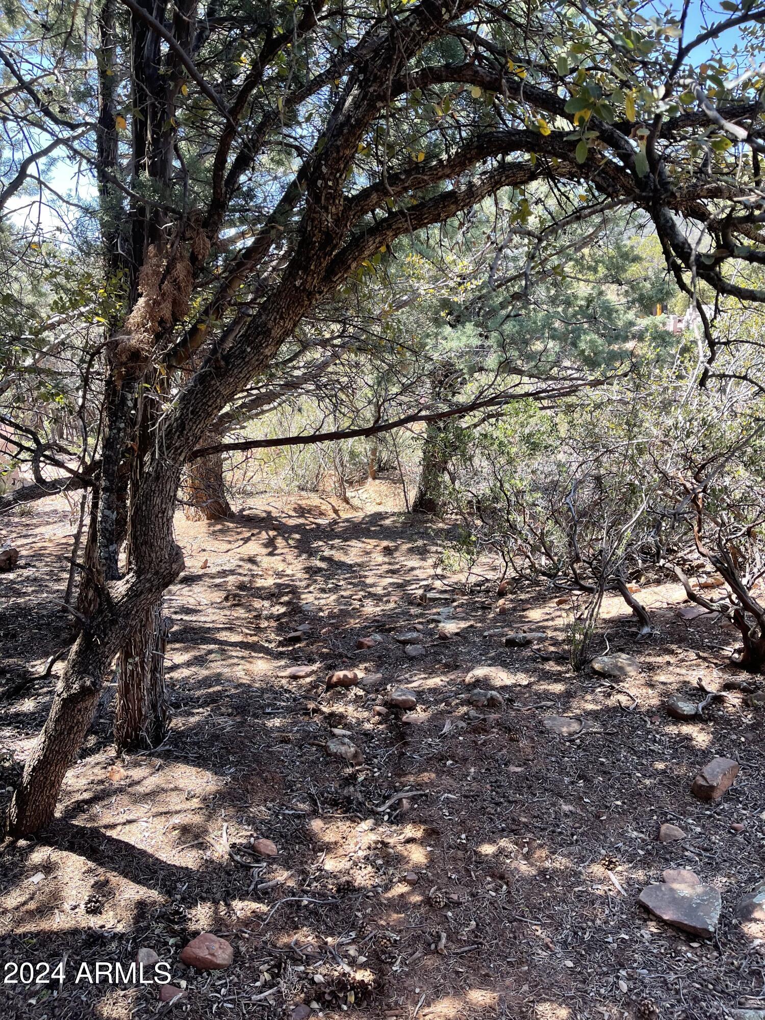 9 Lodgepole Circle, Unit 9 Pine, AZ 85544 - Photo 7 of 7 a view of a tree with a yard
