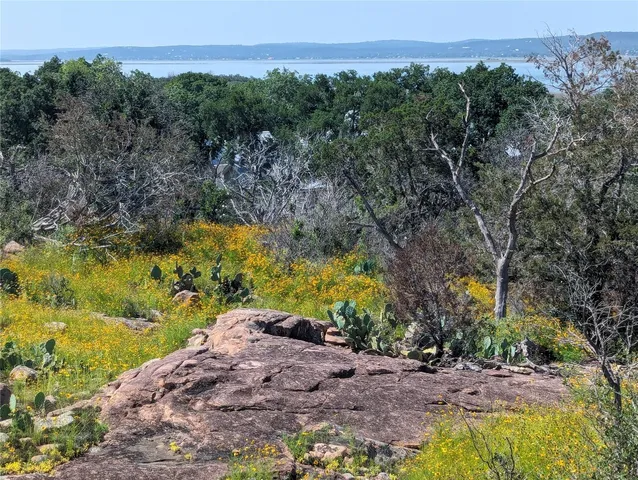 a view of a yard with plants and large trees