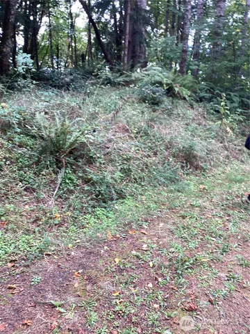 a view of a yard with plants and trees