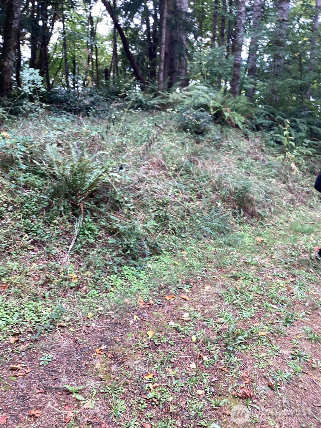 21-xx Southeast Bloomfield Road Shelton, WA 98584 - Photo 2 of 9 a view of a yard with plants and trees