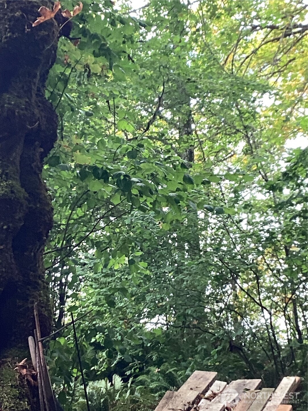 21-xx Southeast Bloomfield Road Shelton, WA 98584 - Photo 6 of 9 a backyard of a house with lots of green space