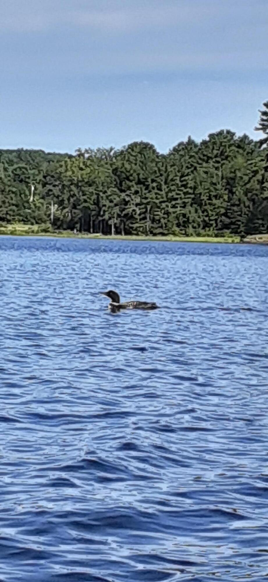 3 Blue Heron Lane Winslow, ME 04901 - Photo 30 of 42 1000000793