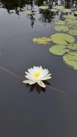 $499,900 | 3 Blue Heron Lane, Winslow, ME 04901