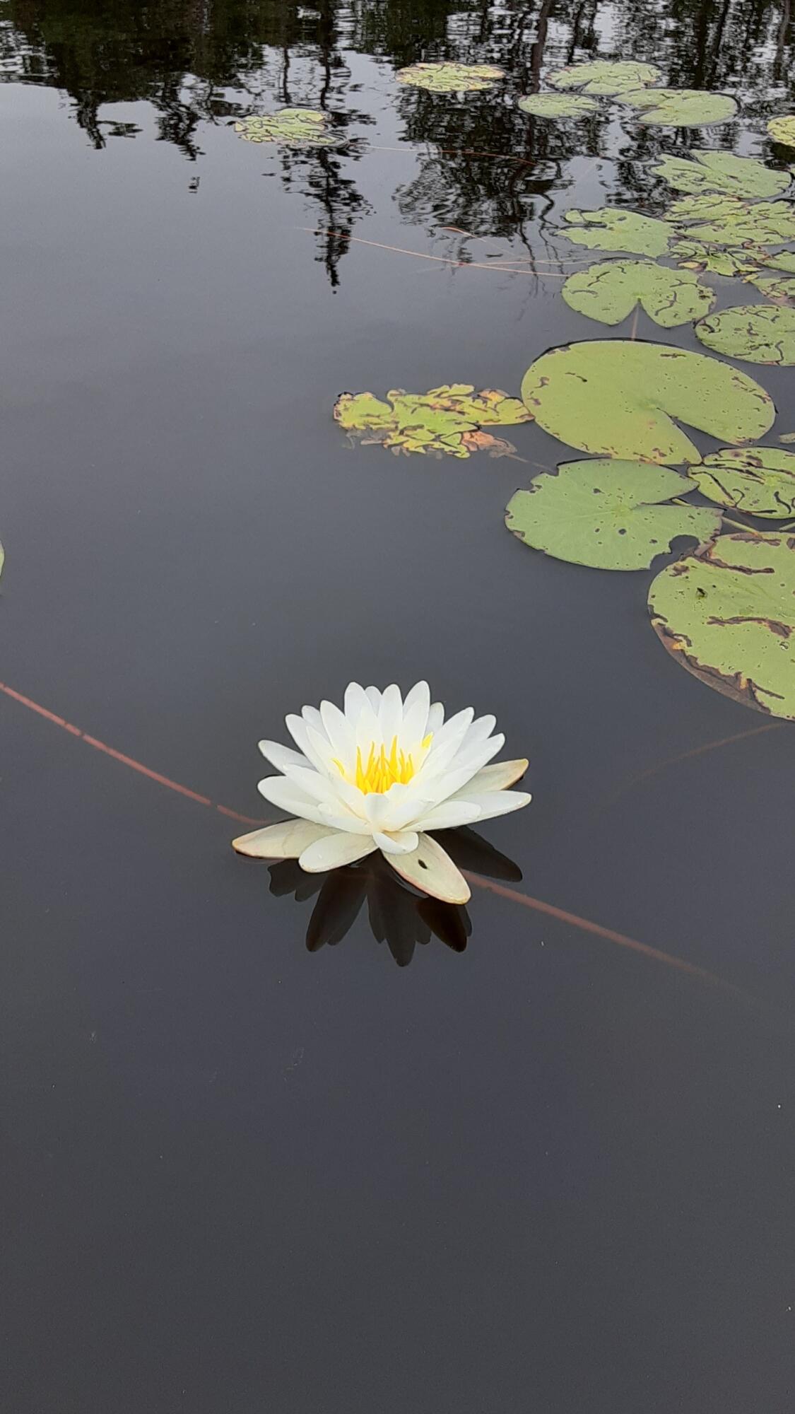 3 Blue Heron Lane Winslow, ME 04901 - Photo 33 of 42 Resized_20240717_134354_1739547820926