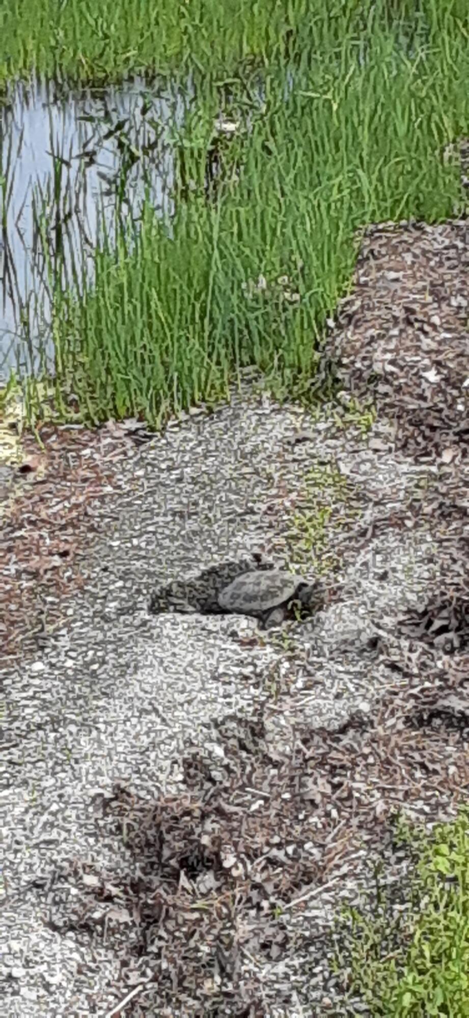 3 Blue Heron Lane Winslow, ME 04901 - Photo 34 of 42 Resized_20220608_164632_1739550609159