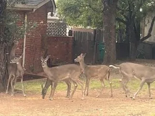 $250,000 | 60 East Canyon View Drive, Ransom Canyon, TX 79366