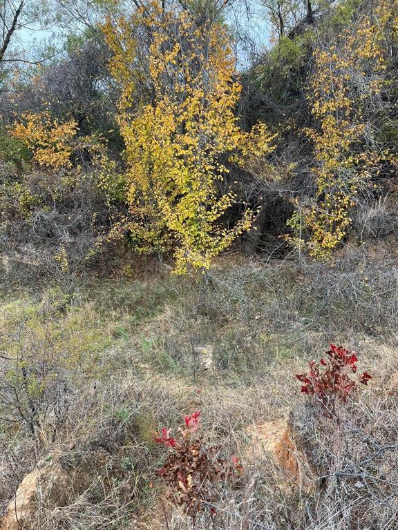 1073 Gonzollas Road Springtown, TX 76082 - Photo 10 of 11 a view of a yard with a tree