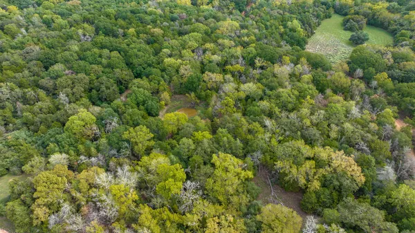 a view of a lush green forest with a tree