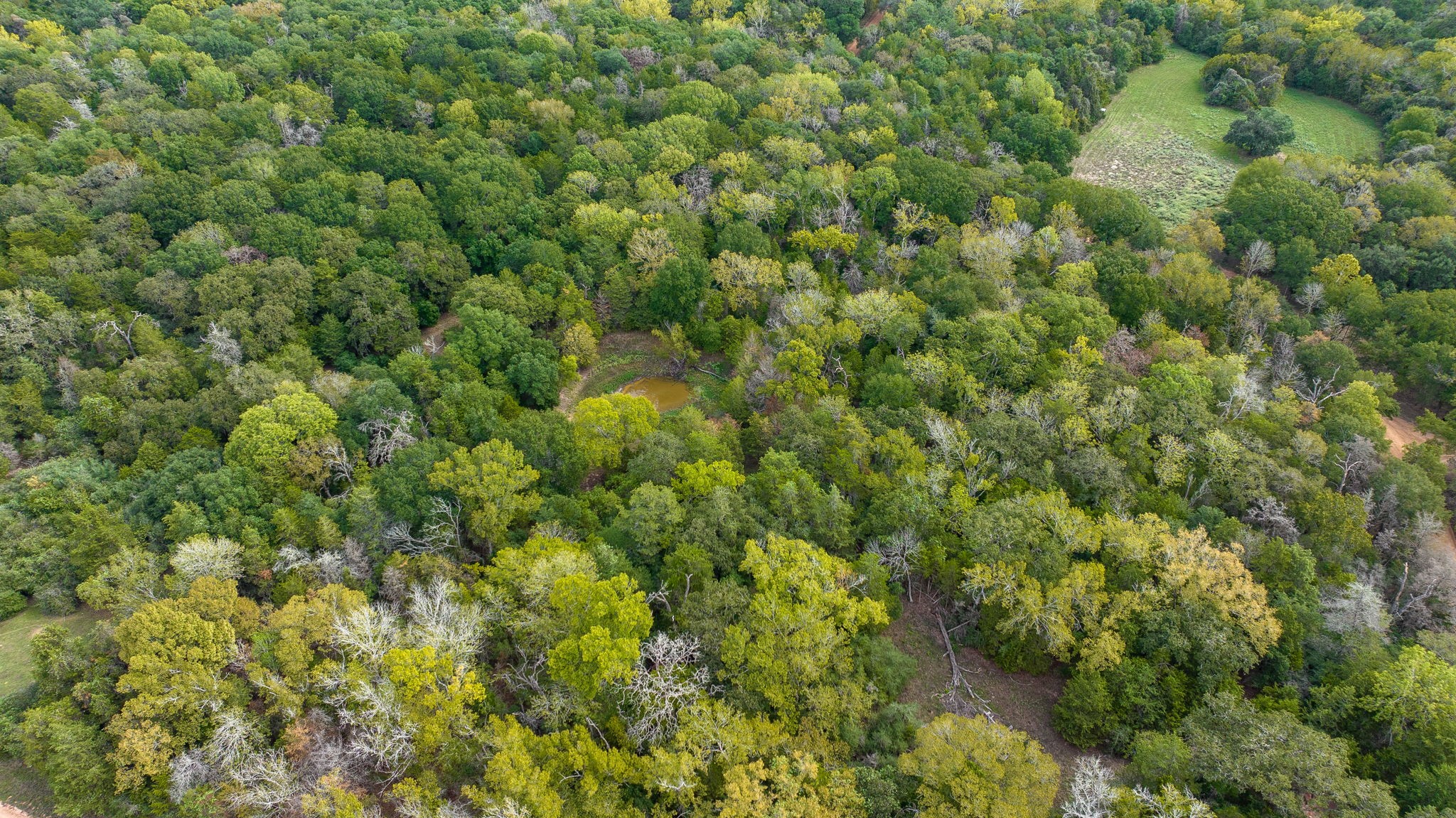 0 Dungens Mill Road New Ulm, TX 78950 - Photo 3 of 5 a view of a lush green forest with a tree
