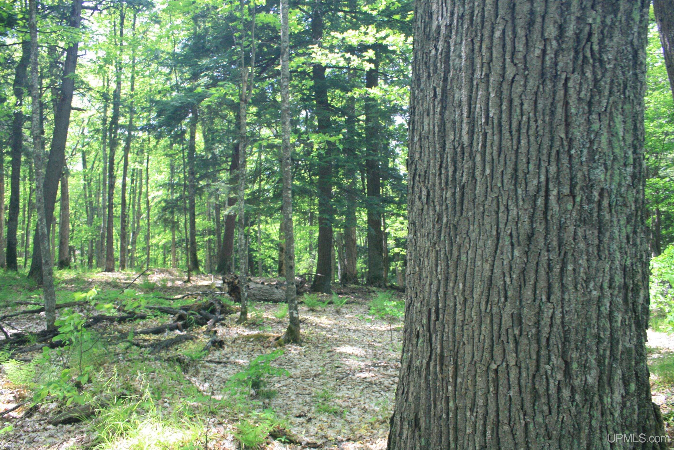 Tbd Smoky Lake Road Iron River, MI 49935 - Photo 8 of 11