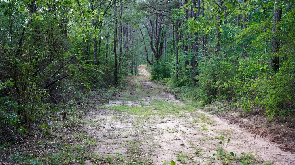 0 South Bean Road Osyka, MS 39657 - Photo 11 of 48 Photo 11