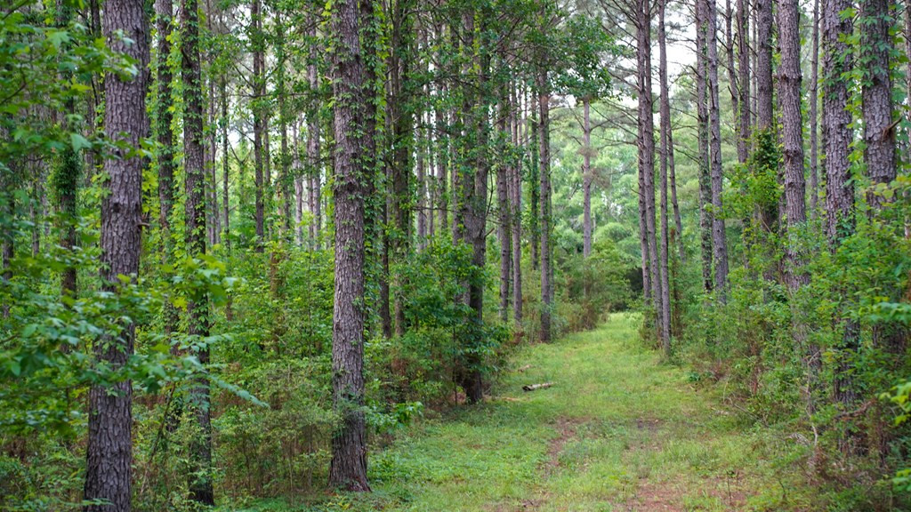 0 South Bean Road Osyka, MS 39657 - Photo 20 of 48 Photo 20