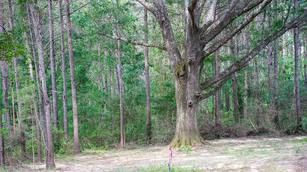 0 South Bean Road Osyka, MS 39657 - Photo 21 of 48 Photo 21
