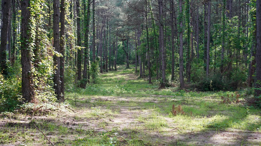 0 South Bean Road Osyka, MS 39657 - Photo 27 of 48 Photo 27
