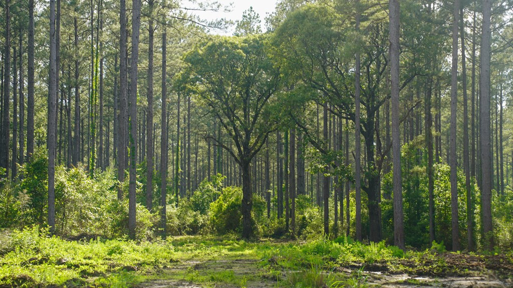 0 South Bean Road Osyka, MS 39657 - Photo 38 of 48 Photo 38