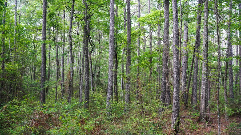 0 South Bean Road Osyka, MS 39657 - Photo 42 of 48 Photo 42