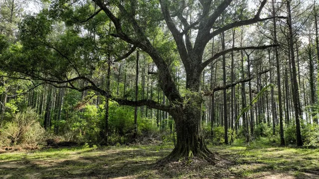 $1,080,000 | 0 South Bean Road, Osyka, MS 39657