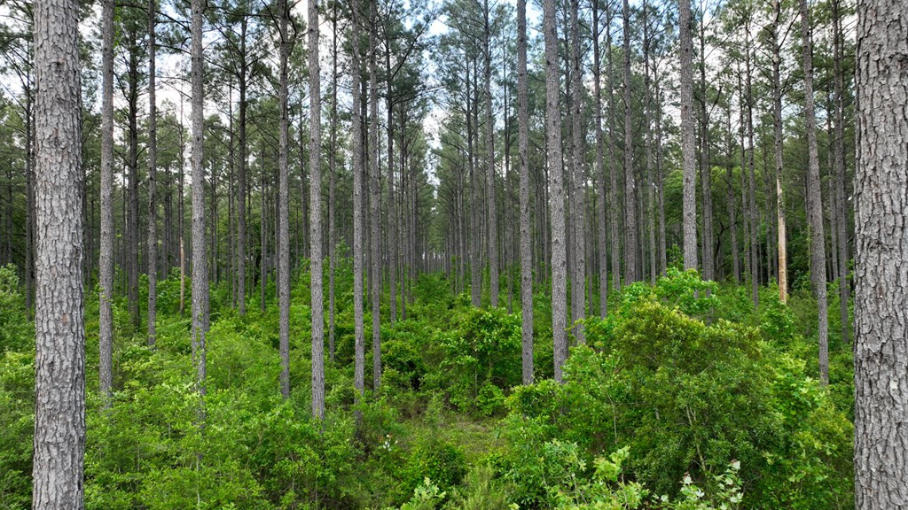 0 South Bean Road Osyka, MS 39657 - Photo 9 of 48 Photo 9
