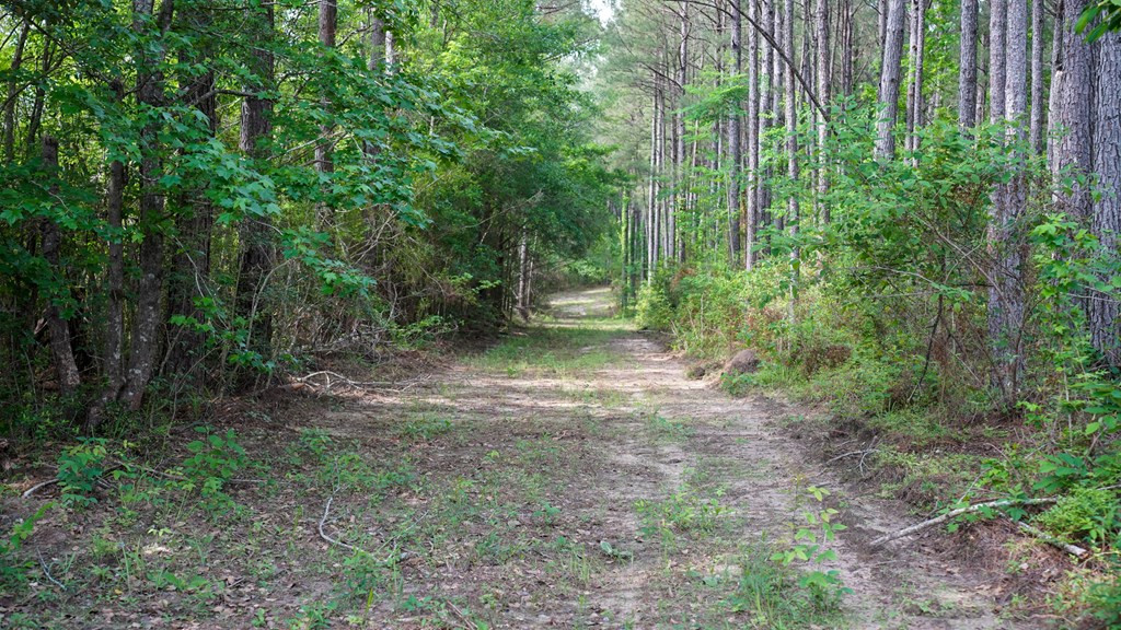 0 South Bean Road Osyka, MS 39657 - Photo 10 of 48 Photo 10
