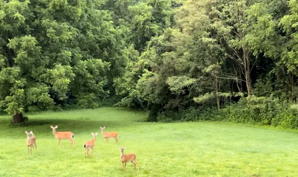 $1,175,000 | 1250 Ed Seay Gregory Lane, Hartsville, TN 37074