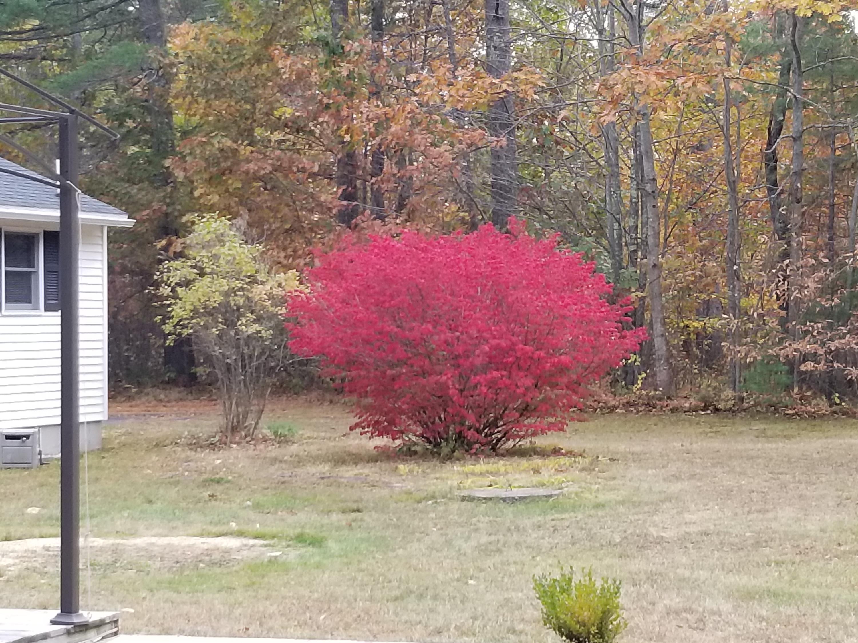 419 Shaker Road Gray, ME 04039 - Photo 81 of 85 fire bush in autumn