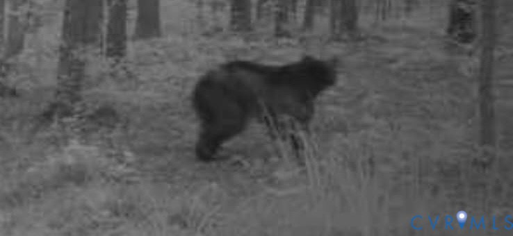0 Davis Mill Road Goochland, VA 23063 - Photo 24 of 24 Trail camera