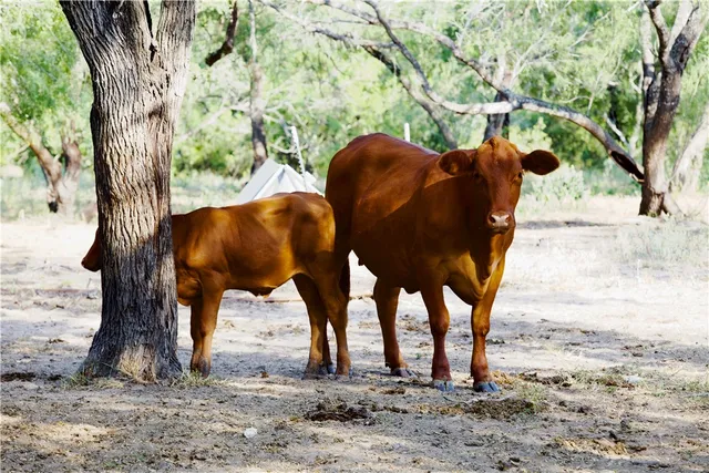 $1,756,800 | Cr Cr 119th Alice Tx 78332, Alice, TX 78332