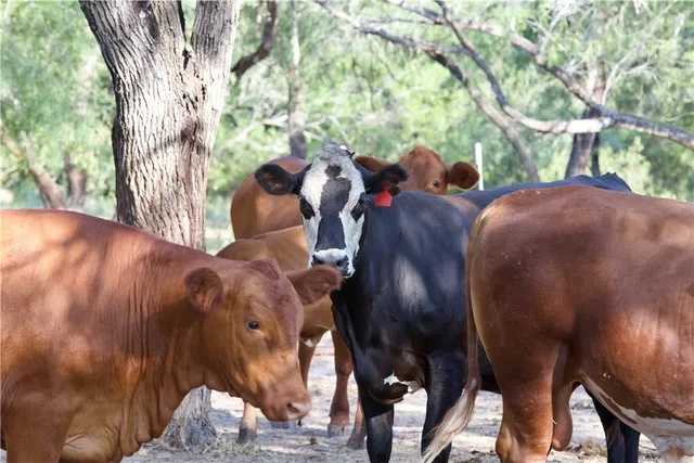 $1,756,800 | Cr Cr 119th Alice Tx 78332, Alice, TX 78332