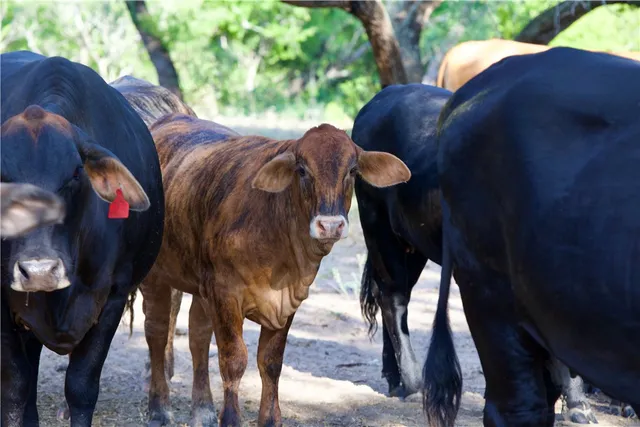 $1,756,800 | Cr Cr 119th Alice Tx 78332, Alice, TX 78332