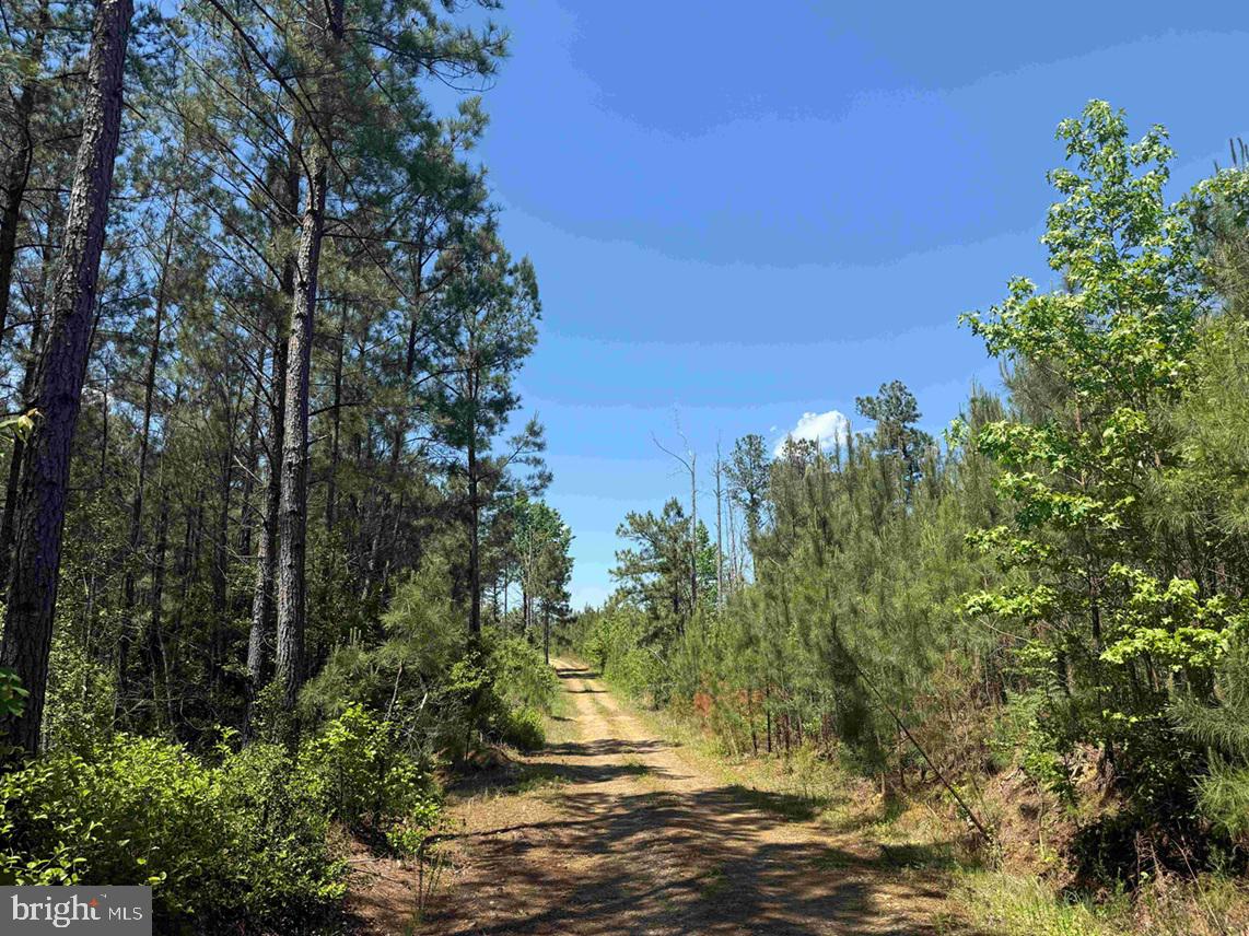 Laurel Springs Road Spring Grove, VA 23881 - Photo 12 of 20