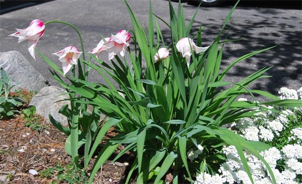 49 Dix Rd Extension Woburn, MA 01801 - Photo 18 of 19 a view of flowers