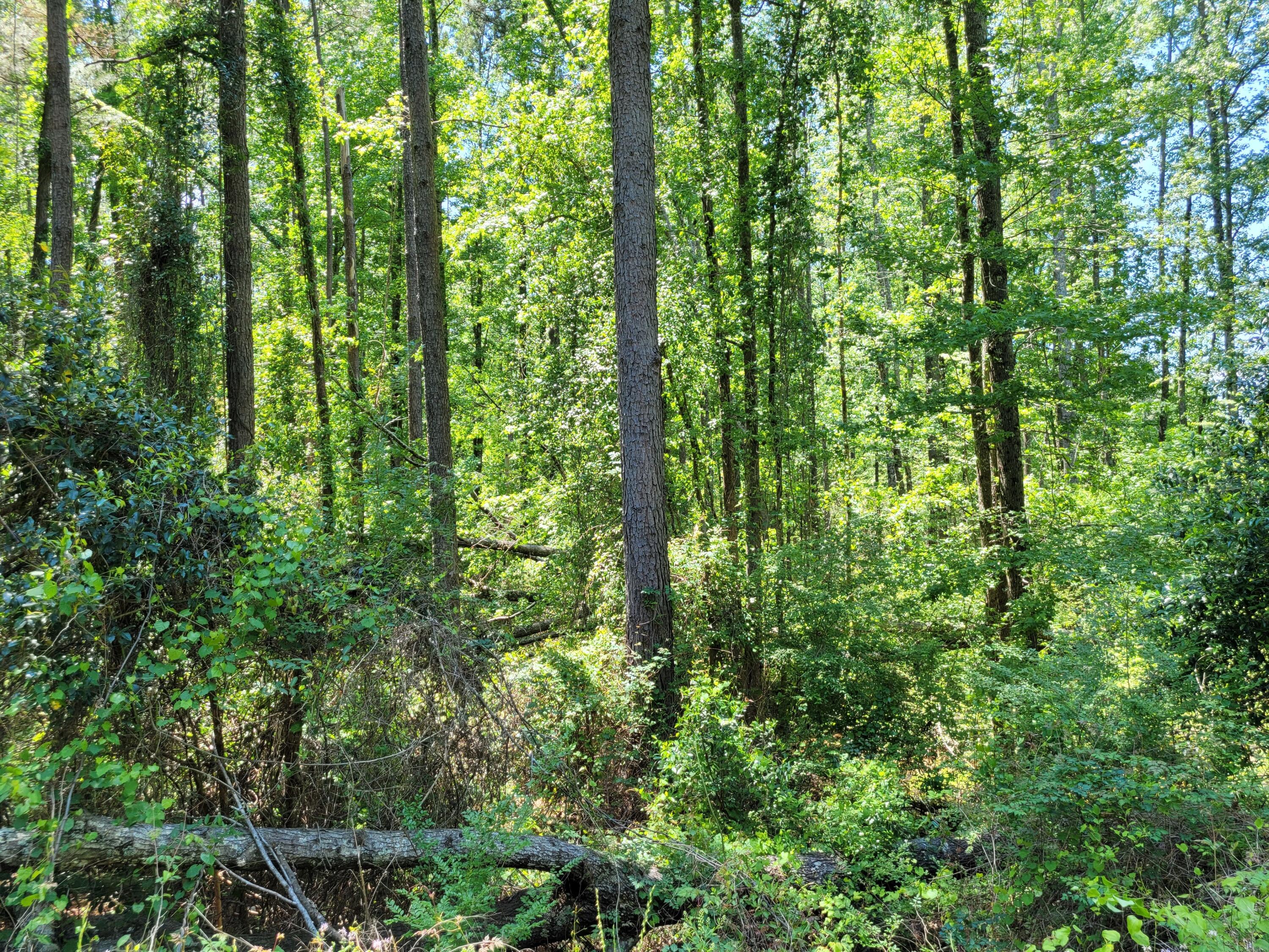 Tbd Cooper Street Denmark, SC 29042 - Photo 1 of 2