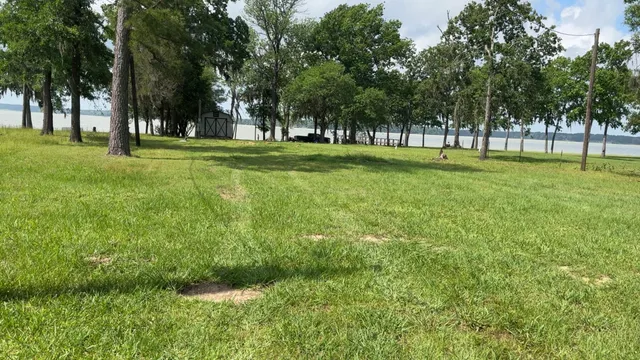 a view of a park with a tree