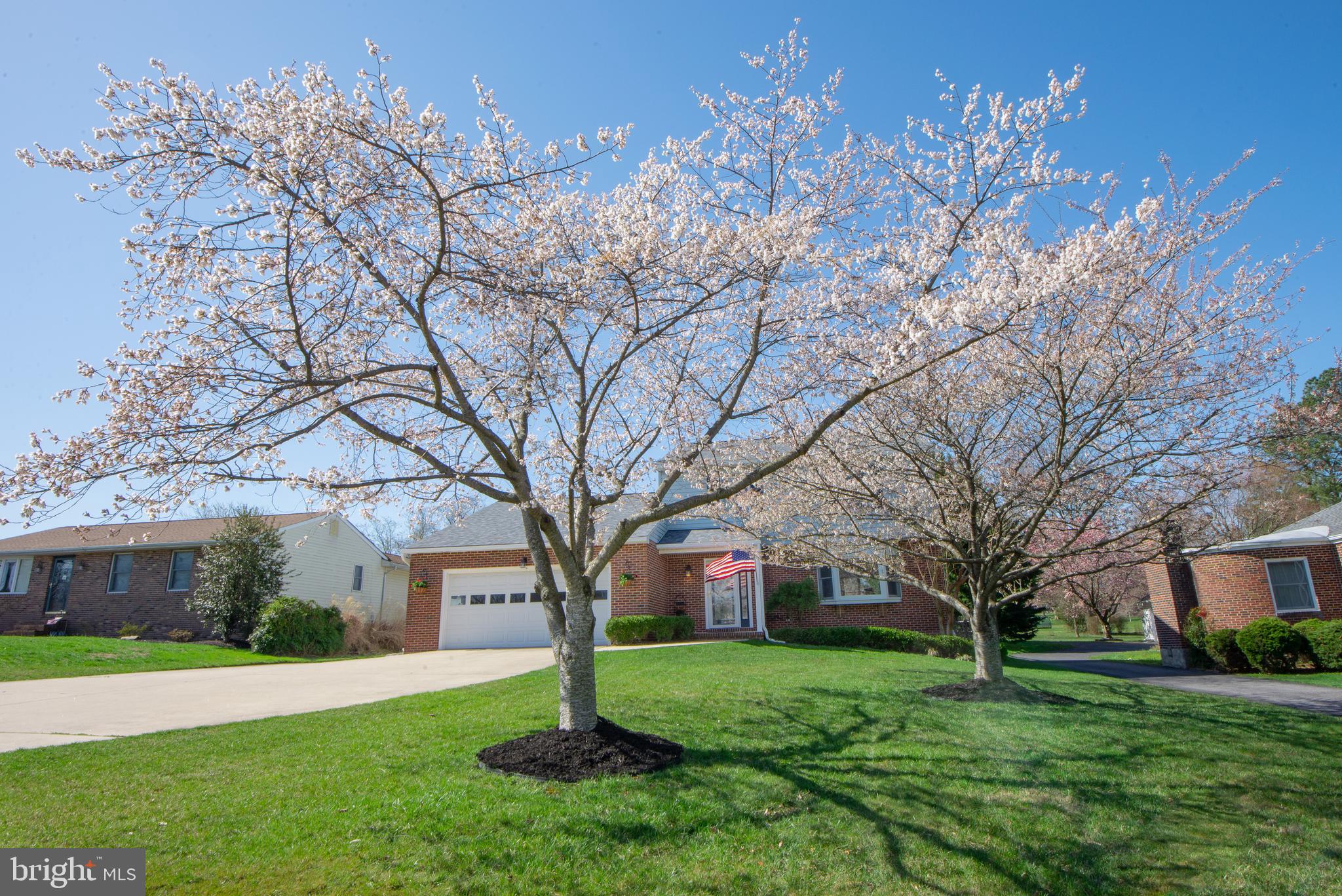 Cherry Blossoms are icing on the cake!