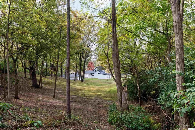 a view of a trees in a yard
