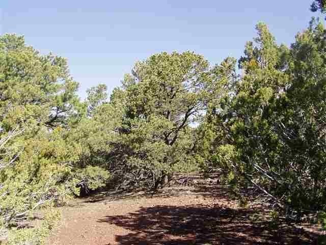 Lot 87 North Ricks Road Concho, AZ 85924 - Photo 7 of 10